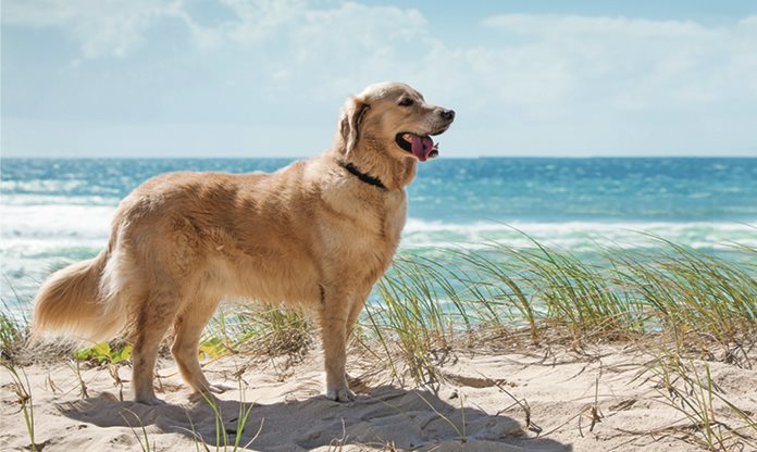 Hund am Strand neben türkisem Meer