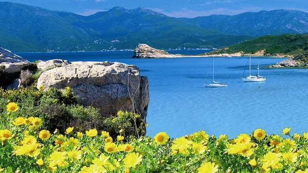 Blühende Blumen wachsen neben dem Meer und Bergen auf Korsika