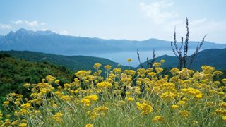 Korsische Bergblumen und weite Aussicht auf die Bergwelt, Wälder und das Meer
