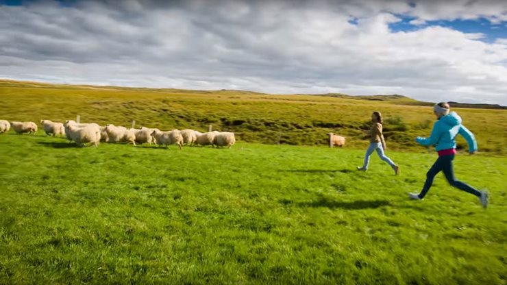 Zwei Urlauberinnen auf einer Schafherde in Island